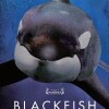 blackfish-documental-delfines-poster