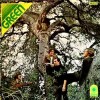 green-1969-critica-review-psicodelia